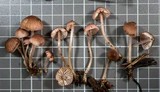 Mycena bulliformis image