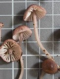 Mycena bulliformis image