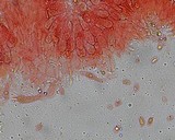 Mycena bulliformis image