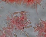 Mycena bulliformis image