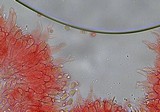 Mycena bulliformis image