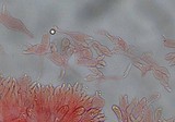 Mycena bulliformis image