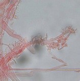 Mycena bulliformis image