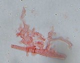 Mycena bulliformis image