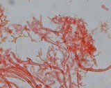 Mycena bulliformis image