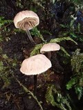 Micromphale arbuticola image
