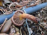 Chroogomphus vinicolor image