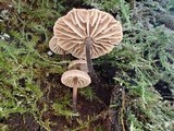 Micromphale arbuticola image