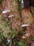 Micromphale arbuticola image