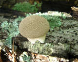 Lycoperdon pulcherrimum image