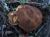 Boletus subtomentosus image