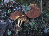 Boletus subtomentosus image