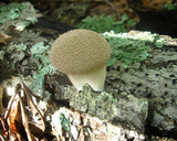 Lycoperdon pulcherrimum image