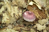 Russula subtilis image