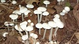 Termitomyces microcarpus image