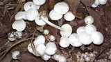 Termitomyces microcarpus image