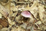 Russula subtilis image