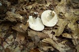 Russula subtilis image