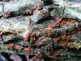 Metatrichia vesparium image