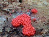 Arcyria ferruginea image