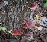 Ganoderma sessile image