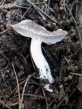 Tricholoma terreum image