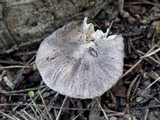 Tricholoma terreum image