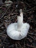 Tricholoma terreum image