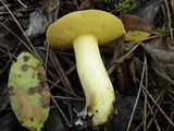 Suillus mediterraneensis image