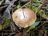 Suillus mediterraneensis image