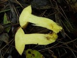 Suillus mediterraneensis image