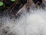 Phycomyces blakesleeanus image