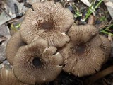 Entoloma turci image
