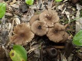 Entoloma turci image