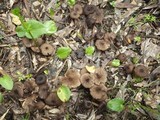 Entoloma turci image