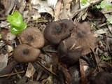Entoloma turci image