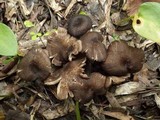Entoloma turci image