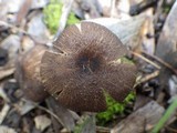 Entoloma turci image