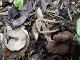 Entoloma turci image