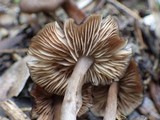Entoloma turci image