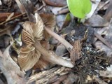 Entoloma turci image
