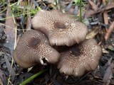 Entoloma turci image
