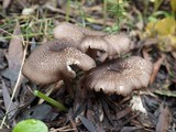 Entoloma turci image