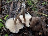 Entoloma turci image