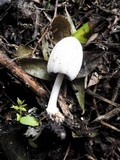 Coprinellus flocculosus image