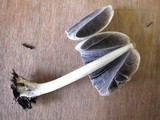 Coprinellus flocculosus image