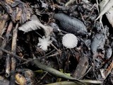 Coprinus cardiasporus image