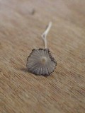 Coprinus cardiasporus image