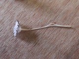 Coprinus cardiasporus image