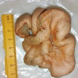 Hypocrea peltata image